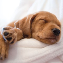 Better Sleep Sample