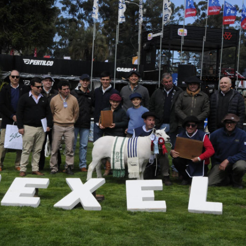 Lucas La Cava - Texel