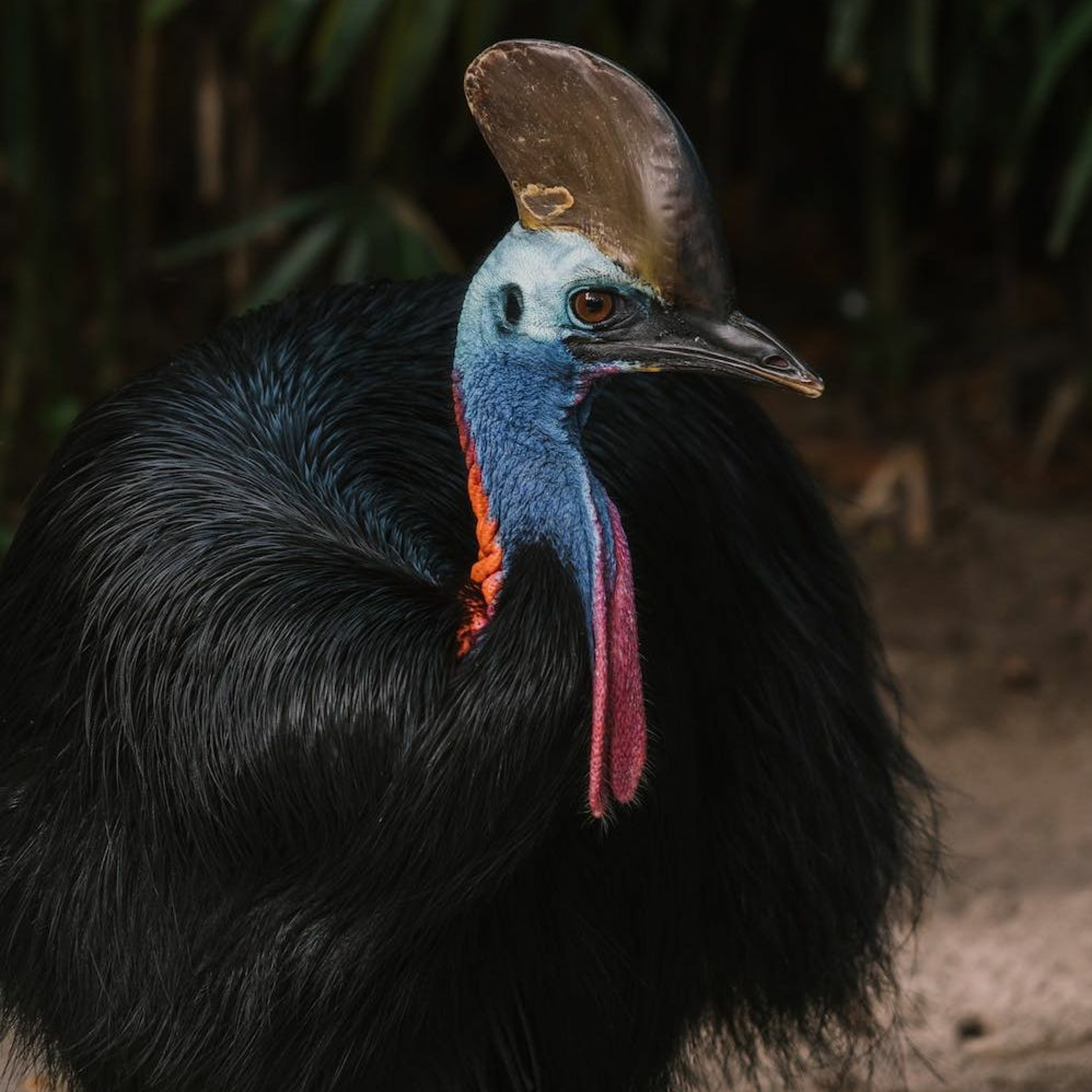 Episode 294: When Cassowaries Attack