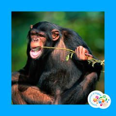 Question Your World - Do animals self medicate?