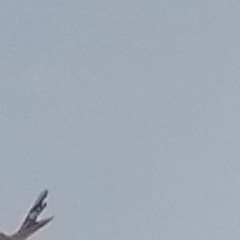 Jessica  - Two Years [135]