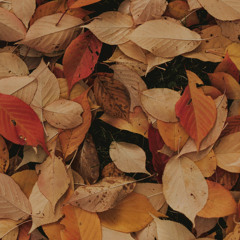 XKOD SEOUL - 외로움은 무서워(Winter is coming)