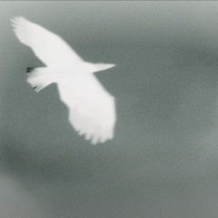 ivory #jc