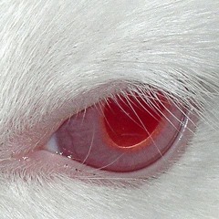 𝐿𝒪𝒮𝒯 𝐼𝒩 𝐻𝐸𝑅 𝐸𝒴𝐸𝒮. [彼女の目に迷い込む。] W/ HI-TEXH [FORTHCOMING TAPE]