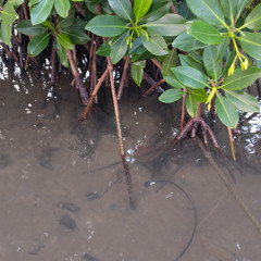 Mangroves