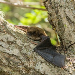 Little brown bat calls -- Banff National Park, Alberta, Canada