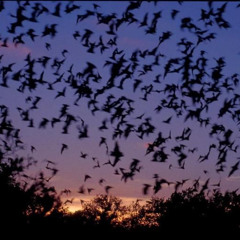 love,slime (nero + decay)