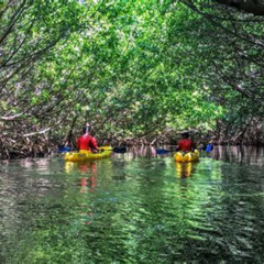 Review Special Price Puerto Rico Bio Bay Kayak Adventure Tour