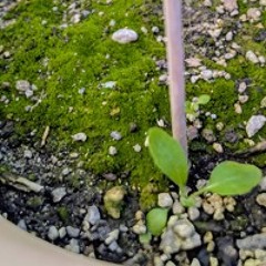 ¡NGUUU! (instrumental)