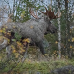 Moose coming almost too close