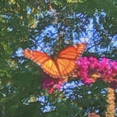 En mi Pancita (Lagrimita y Costel Cover - Interlude)