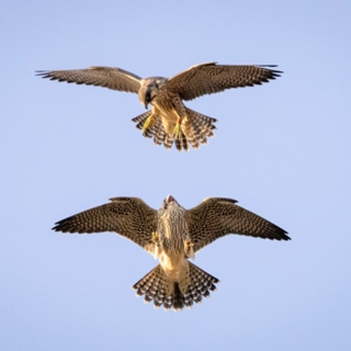 Groovy Latin Tech House | Falcs Friday's Episode 6