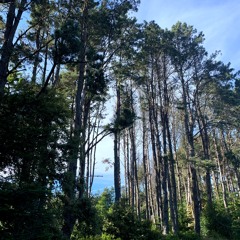 City of Trees