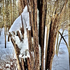 Unexpected Unwavering Solace