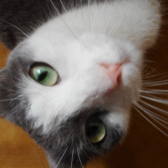 Go with the Flow (piano)