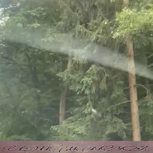 Forest Lullaby