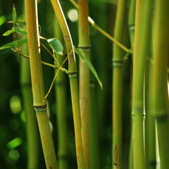 bamboo (uunitzz n instrom)