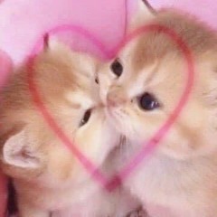 giả vờ buồn tình nma ai yêu em đi em không muốn 1 mình 😭