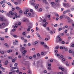 Good Ebening (finn foxell aca)