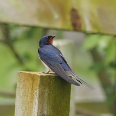 2025-05-21 swallows, Nedd, Scotland. 45sec edit