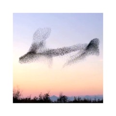 Ten-Voice Overture [Flock of Birds]