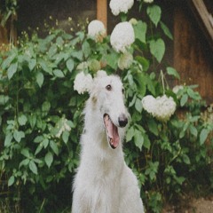 Just Another Diamond Day (Vashti Bunyan Cover)