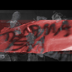 LEAD CARNATIONS FIELD