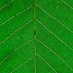 쿠쿠루삥뽕 데모