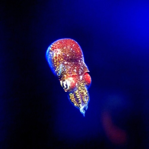 Nesquick #D&B#Neuro #Progressive###☠️🎧👆