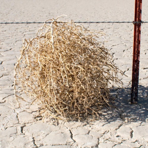 TUMBLEWEED