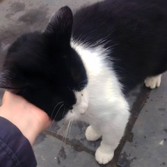 Tobaco Va Anh *freestyle*