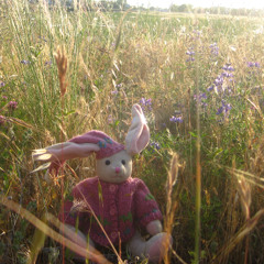 little rabbit sitting in the grass watching time go by