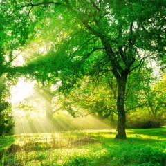 Spring growth