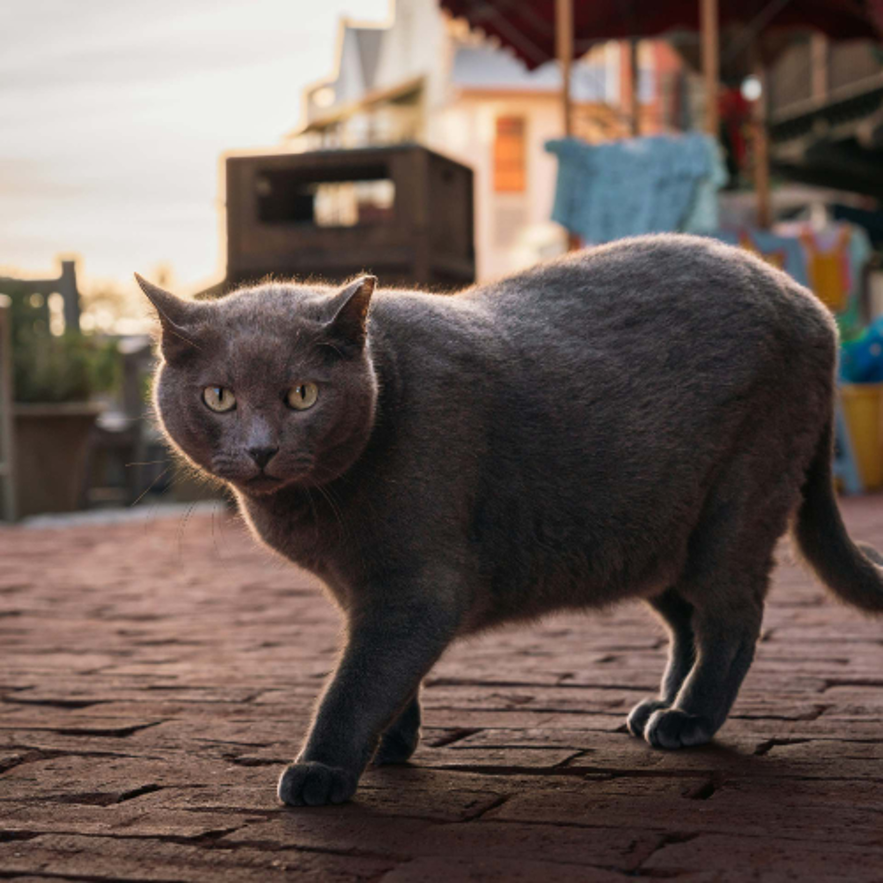 Ep. 539 Meditazione di Compassione per Sé Stessi