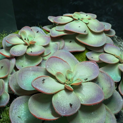 Pinguicula Cyclosecta X Ashley Holmes