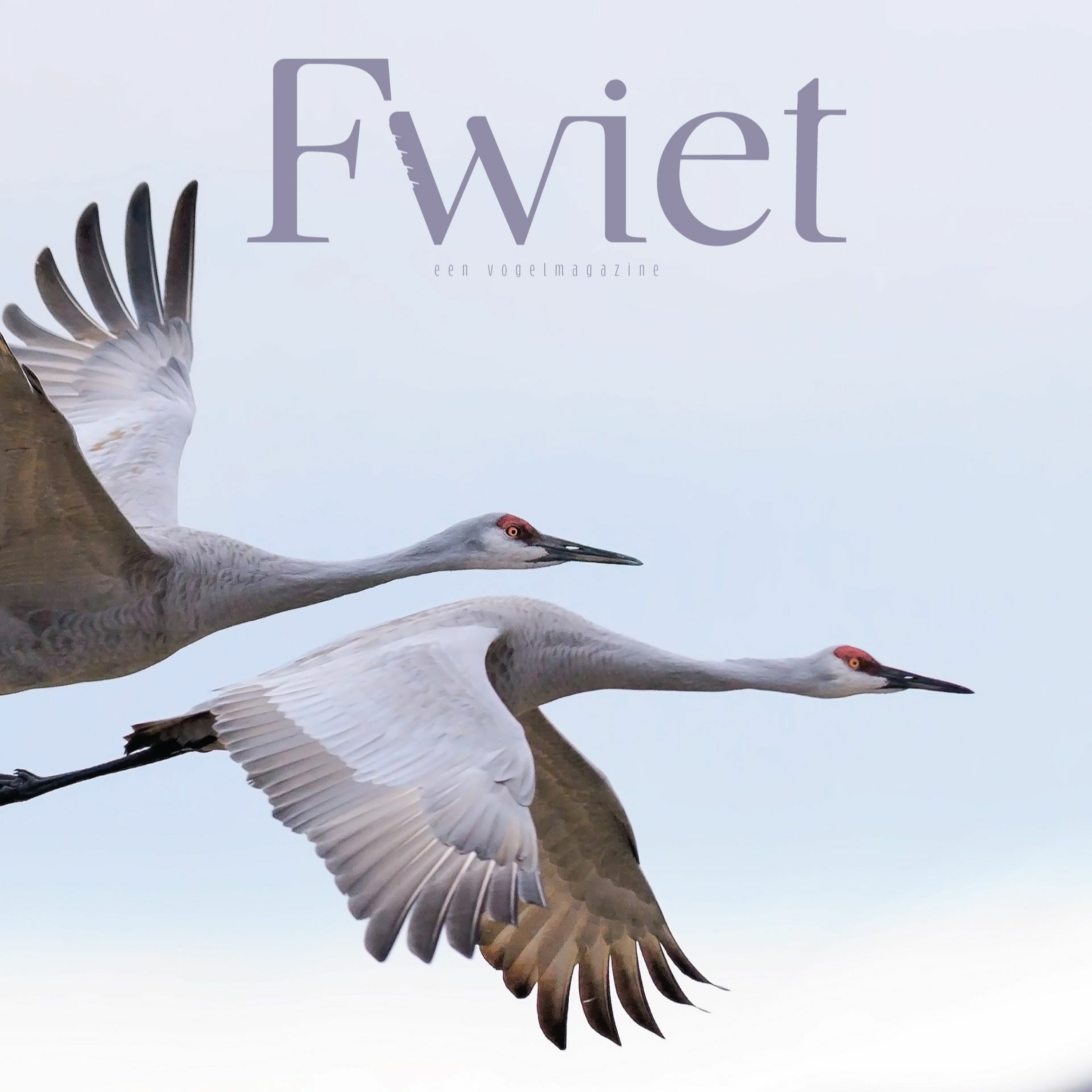Fwiet! Fwiet! 43 Vogelmagazine Fwiet 2: een tip van de sluier met Jeroen Denaeghel
