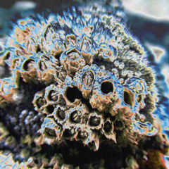 klippstar - barnacle (drma, triazo, bubbles/glass)