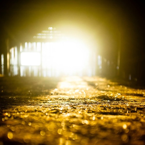 ALL dogS go 2 HeAVEn <3