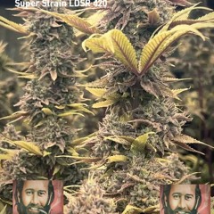 Super Strain Appreciation LDSR 420#