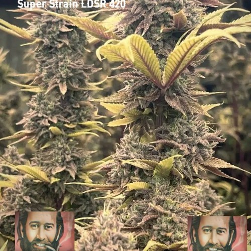 Super Strain Appreciation LDSR 420#