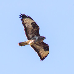 Raptors