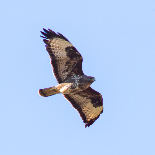 Raptors