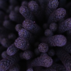 230427 WhiteSpaceLab Polynaisia