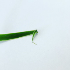 Longwave (a1, a2, b1)