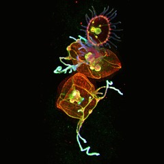 Jitte - Planktonic Cnidaria [rough Mix]