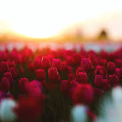 field full of roses_2