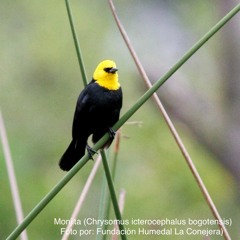 Meditación Gratitud