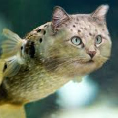 2222shoulderangelmix222