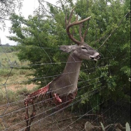 friendlyfire - die4me