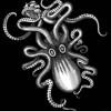 Download Video: Octopus